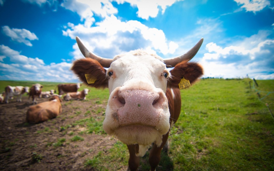 Про коров и молоко… (о бизнесе и деньгах)