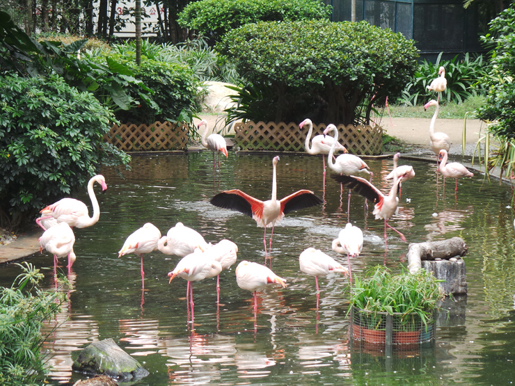 Фламинго в центральном парке Каулуна