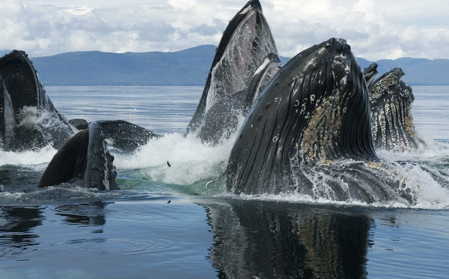 Три кита, или современное улучшение жизни!